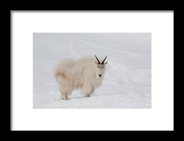 Mountain Framed Print featuring the digital art Mountain Goat by Birdly Canada