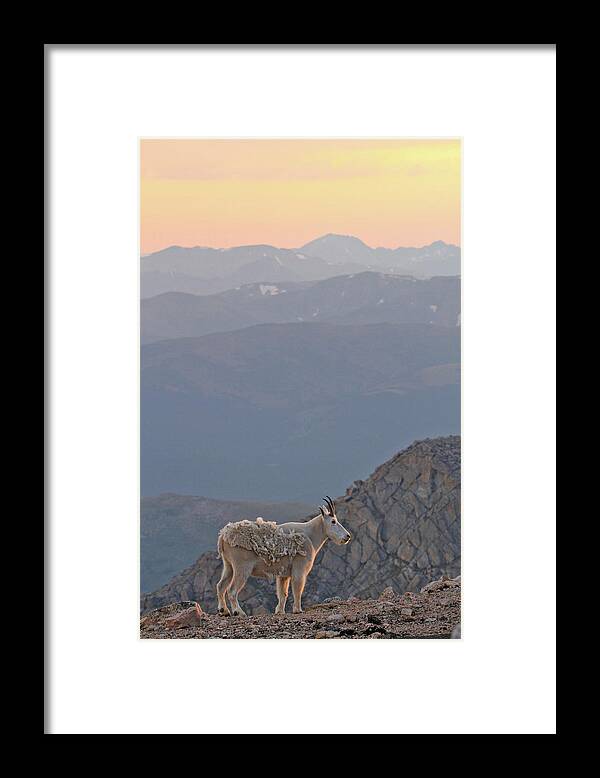Mountain Goat Framed Print featuring the photograph Mountain Goat Sunset by Scott Mahon
