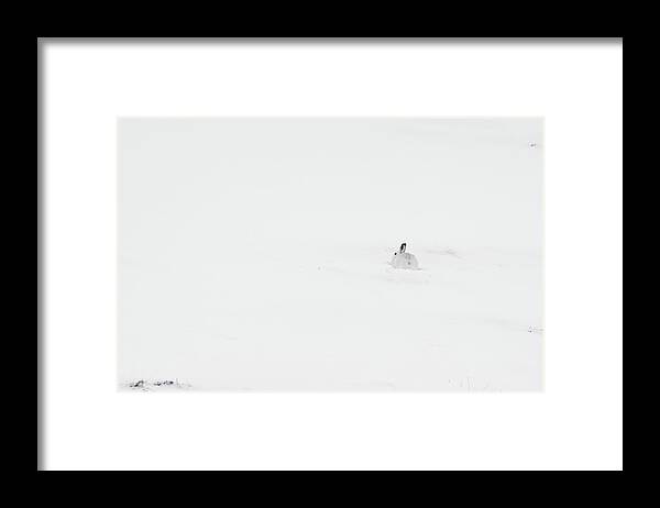 Mountain Framed Print featuring the photograph Mountain Hare Small In Frame Right by Pete Walkden