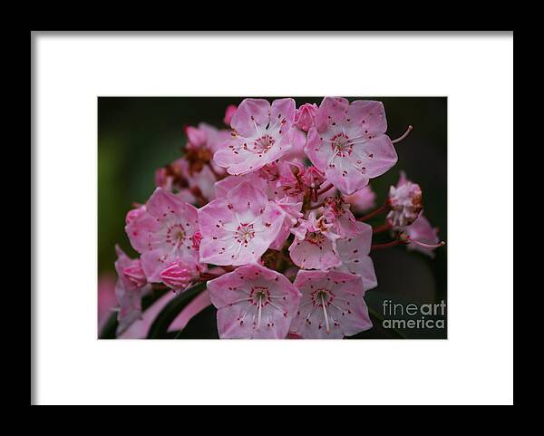 Laurel Framed Print featuring the photograph Mountain Laurel Bloom by Randy Bodkins