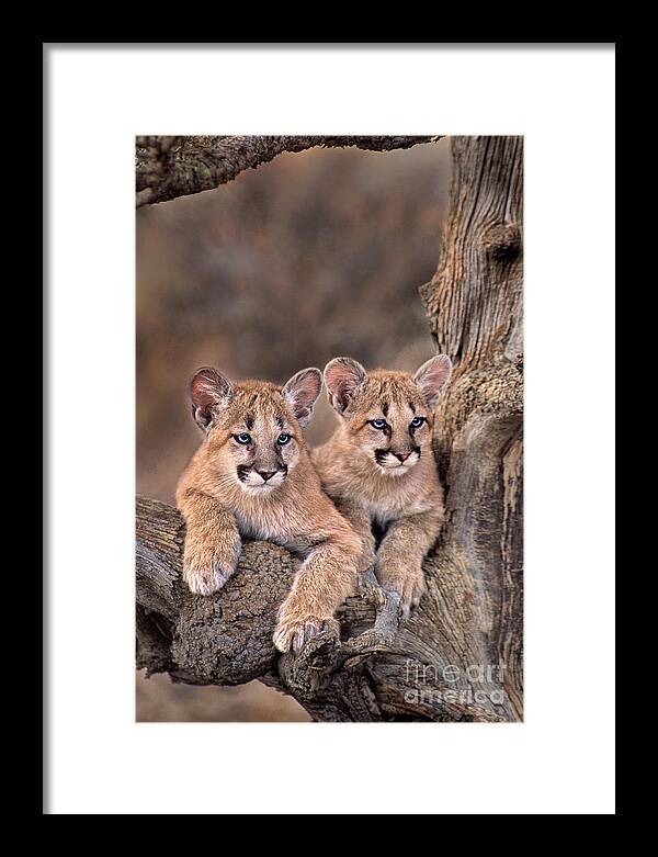 Dave Welling Framed Print featuring the photograph Mountain Lion Cubs Felis Concolor Captive by Dave Welling
