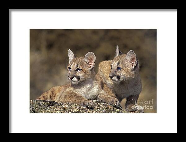 Mountain Lion Framed Print featuring the photograph Mountain Lion Cubs on Rock Outcrop by Dave Welling