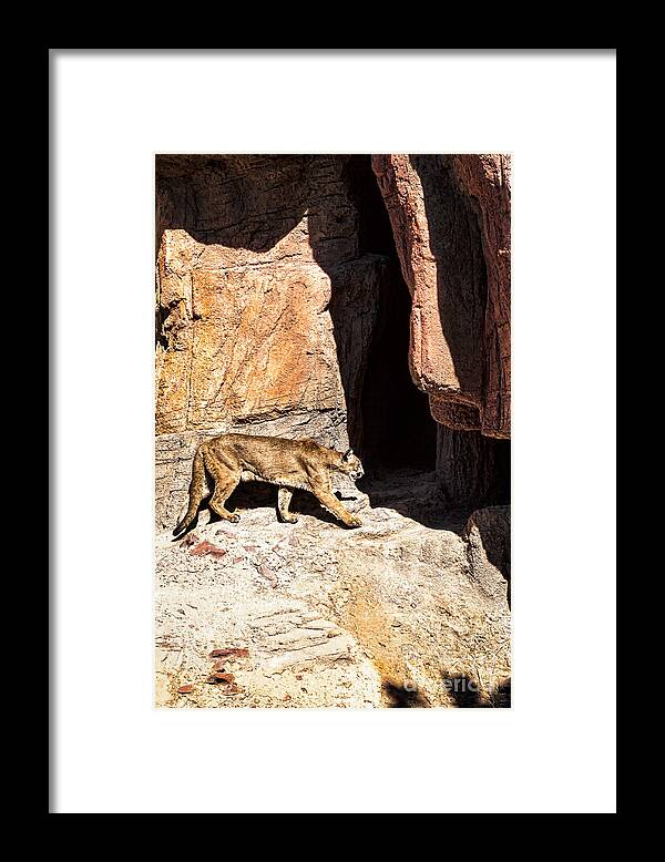 Animal Framed Print featuring the photograph Mountain Lion by Lawrence Burry