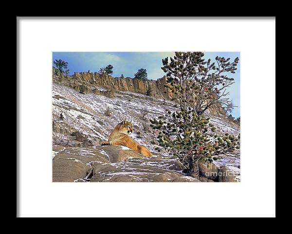 Mountain Lion Framed Print featuring the photograph Mountain Lion On Snow Covered Hillside by Dave Welling