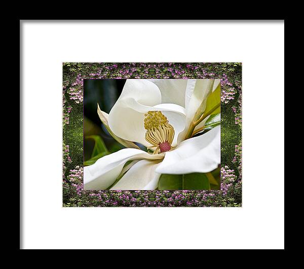 Nature Photos Framed Print featuring the photograph Mountain Magnolia by Bell And Todd