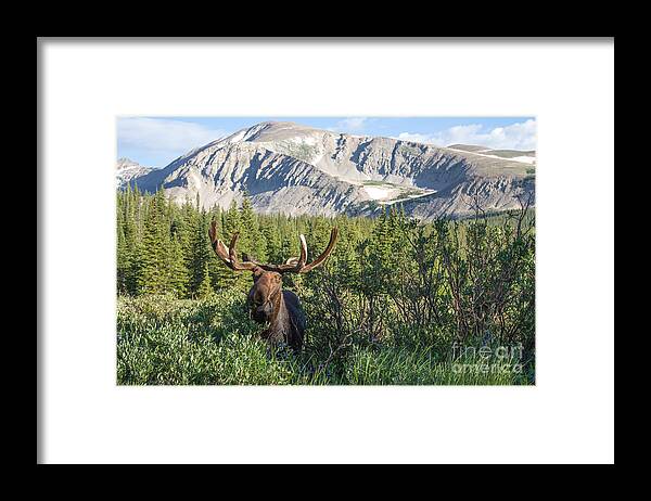 Moose Framed Print featuring the photograph Mountain Moose by Chris Scroggins