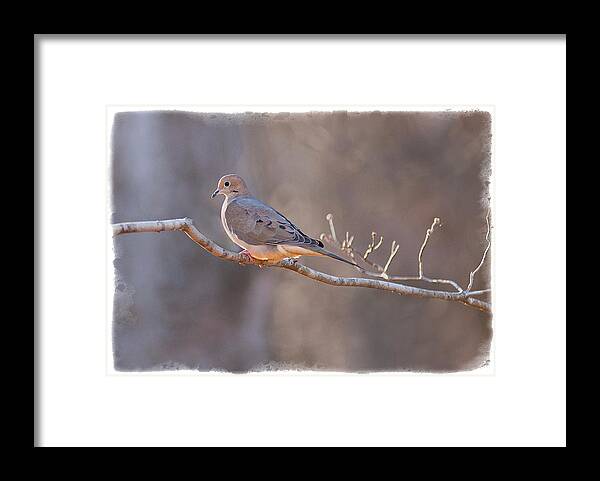 Bird Photography Framed Print featuring the photograph Mourning Dove by David Waldrop