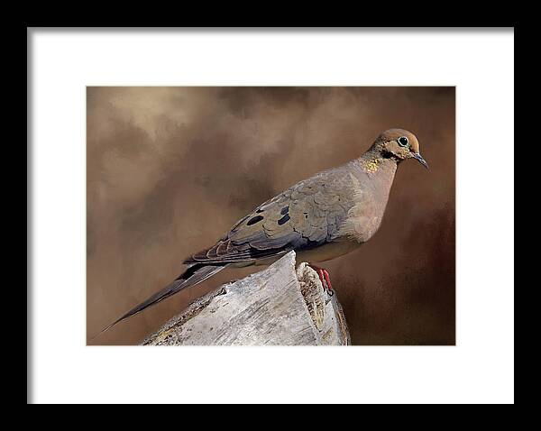 Mourning Dove Framed Print featuring the photograph Mourning Dove by Donna Kennedy