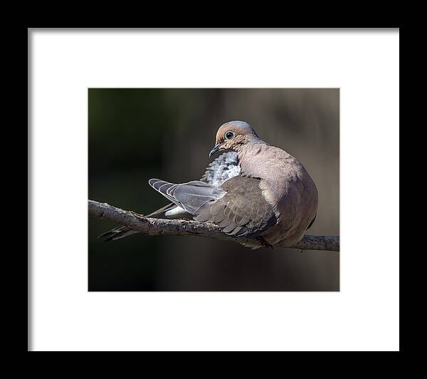 Wildlife Framed Print featuring the photograph Mourning dove profile by William Bitman