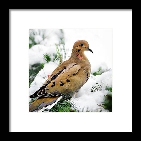 Dove Framed Print featuring the photograph Mourning Dove Square by Christina Rollo