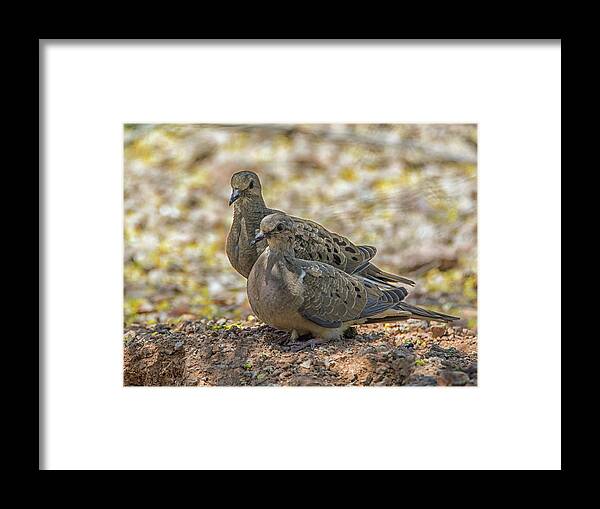 Mourning Framed Print featuring the photograph Mourning Doves 6963-042318-1cr by Tam Ryan