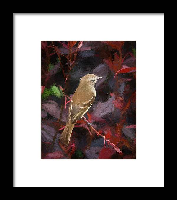 Bird Framed Print featuring the photograph Mouse Colored Tyrannulet Panaca Quimbaya Colombia by Adam Rainoff