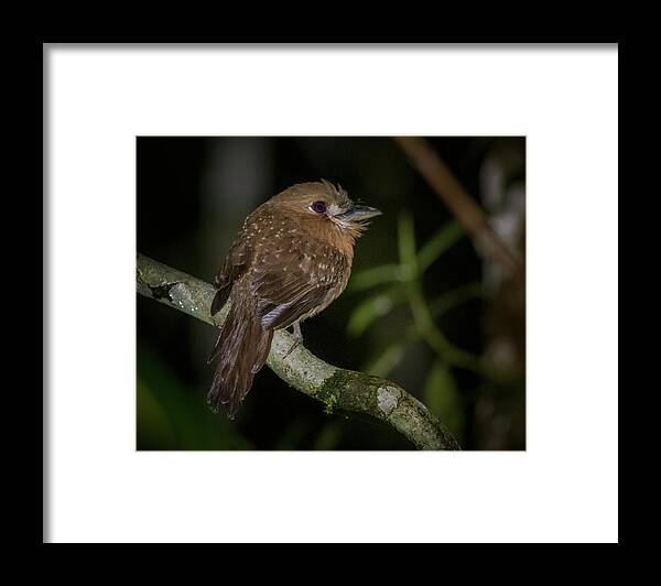 Bird Framed Print featuring the photograph Moustached Puffbird Filandia Quindio Colombia by Adam Rainoff