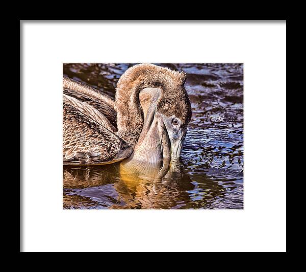 Pelican Eating Framed Print featuring the photograph Mouth Full by Joe Granita
