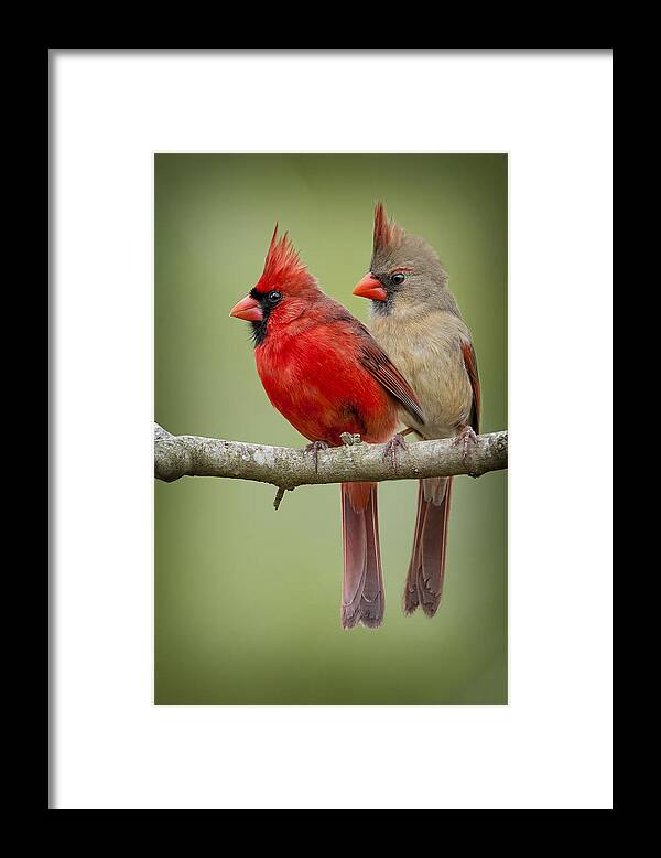 Northern Cardinal Pair Framed Print featuring the photograph Mr. and Mrs. Northern Cardinal by Bonnie Barry