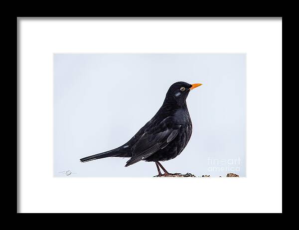 Blackbird Framed Print featuring the photograph Mr Blackbird by Torbjorn Swenelius