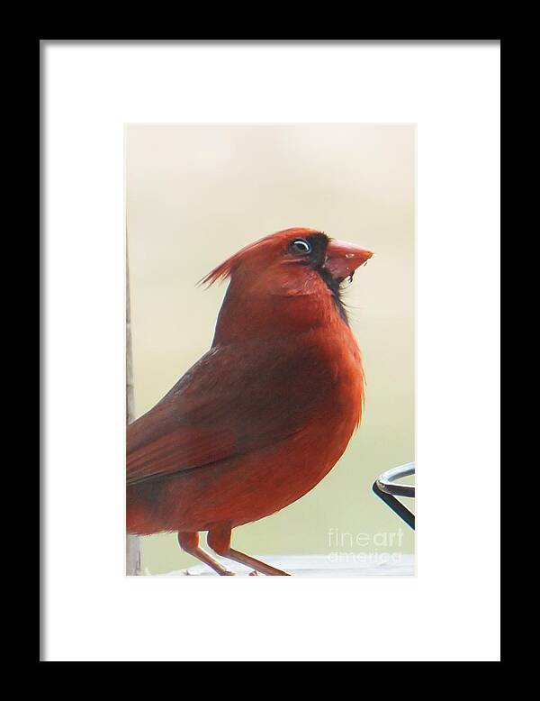Cardinal Framed Print featuring the photograph Mr Cardinal by Maxine Billings