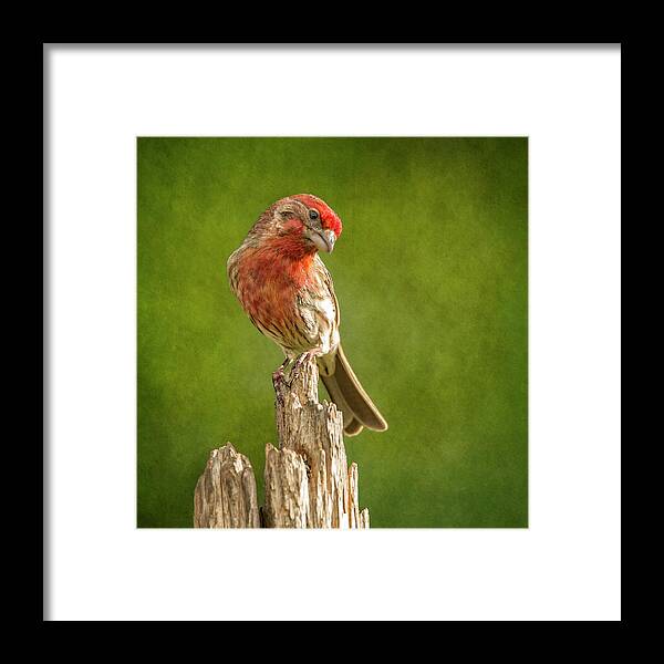 Chordata Framed Print featuring the photograph Mr Finch Looking Handsome by Bill and Linda Tiepelman