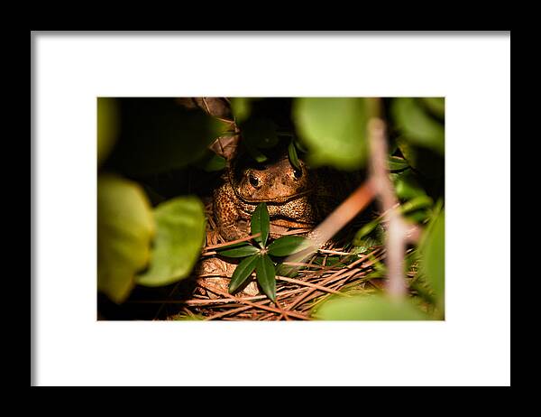 Frog Framed Print featuring the photograph Mr Frog by Alessandro Della Pietra