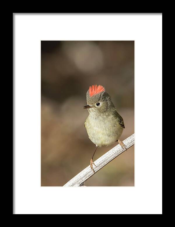 Ruby-crowned Framed Print featuring the photograph Mr Kinglet by Mircea Costina Photography