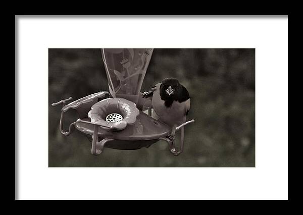 Bird Framed Print featuring the photograph Mr. O by Danielle R T Haney