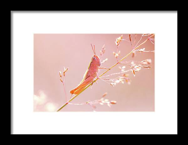 Pink Grasshopper Framed Print featuring the photograph Mr Pink - Pink Grassshopper by Roeselien Raimond