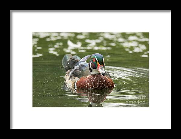 Wood Duck Framed Print featuring the photograph Mr Red Eye by Nikki Vig