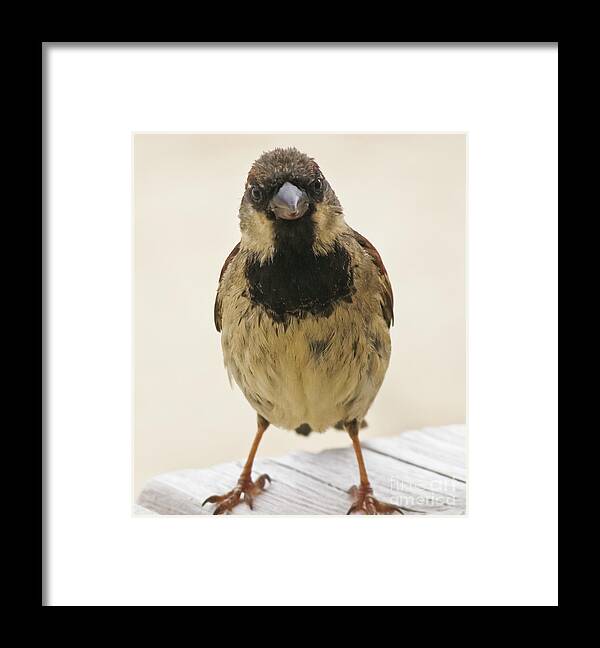 House Sparrow Framed Print featuring the photograph Mr Sparrow by Terri Waters