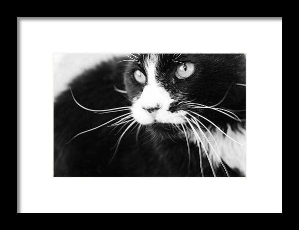 Cats Framed Print featuring the photograph Mr. Tom as Dali by Sandra Dalton