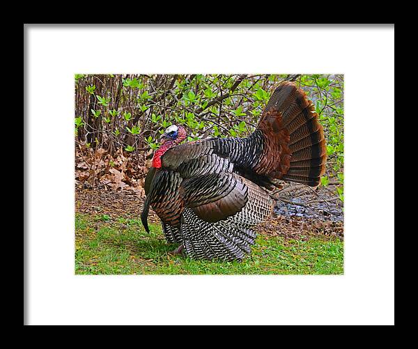 Turkey Framed Print featuring the photograph Mr. Turkey by Ken Stampfer