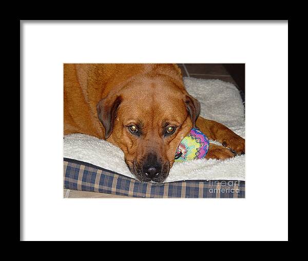 Dog Framed Print featuring the photograph Mr. Wally by Terry Burgess