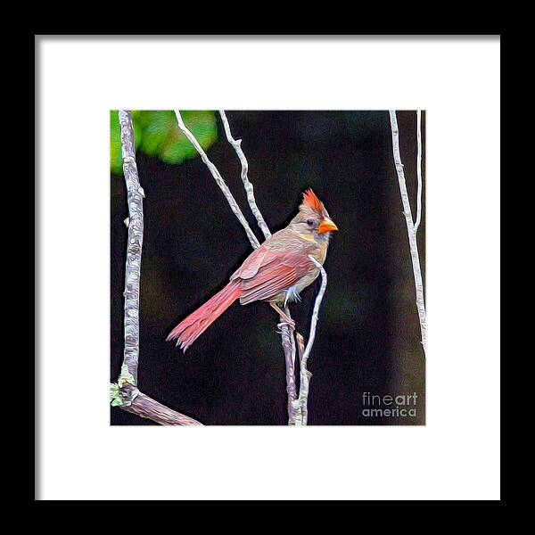 Nature Framed Print featuring the painting Female Cardinal by DB Hayes