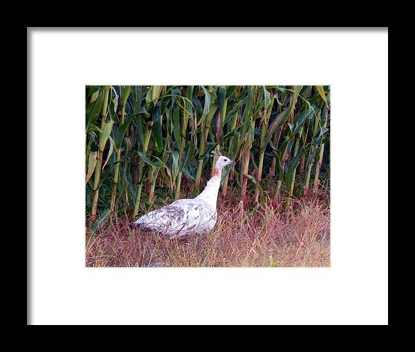 Summertime Framed Print featuring the photograph Ms Giddygaddy Takes a Stroll by Wild Thing