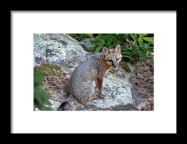 Fox Framed Print featuring the photograph Ms Pin by Norman Peay