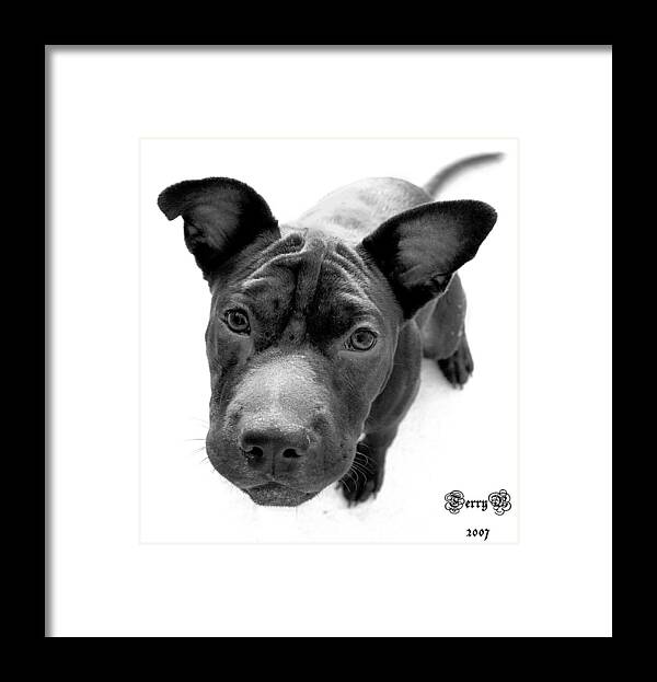 Dog Framed Print featuring the photograph Ms. Raisin by Terry Burgess
