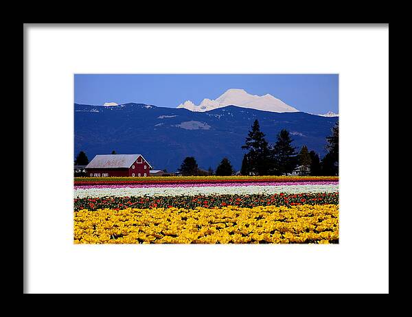 Baker Framed Print featuring the photograph Mt. Baker at Skagit Valley M1038 by Mary Gaines