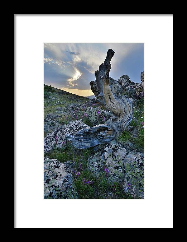 Mt. Evans Framed Print featuring the photograph Mt. Goliath Bristlecone Pine at Sunset by Ray Mathis
