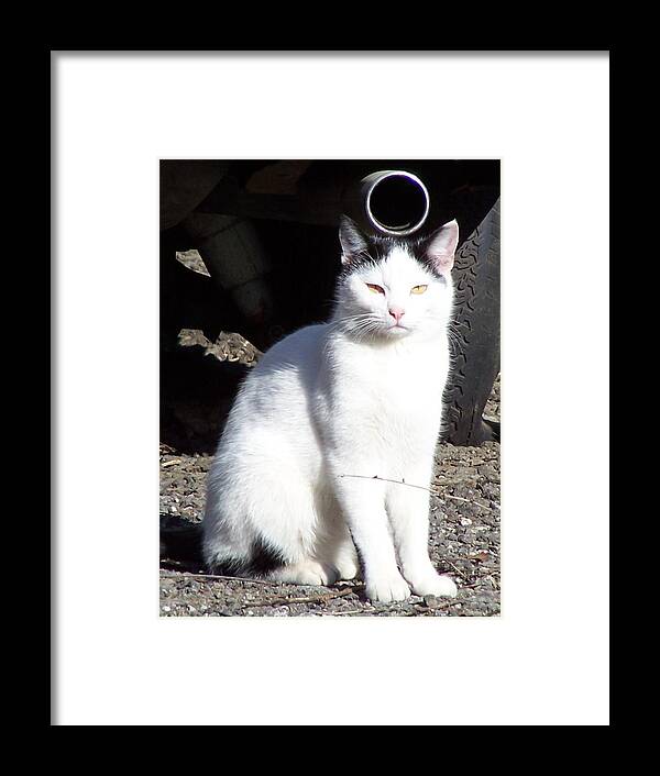 Cat Framed Print featuring the photograph Muffler Cat by Gene Ritchhart