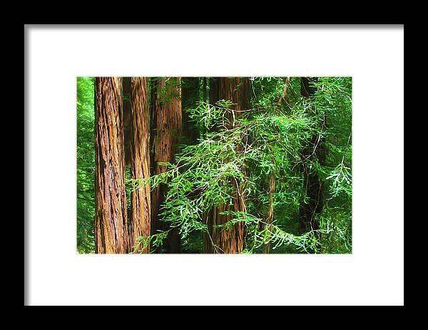 Muir Woods Afternoon Framed Print featuring the photograph Muir Woods Afternoon by Bonnie Follett
