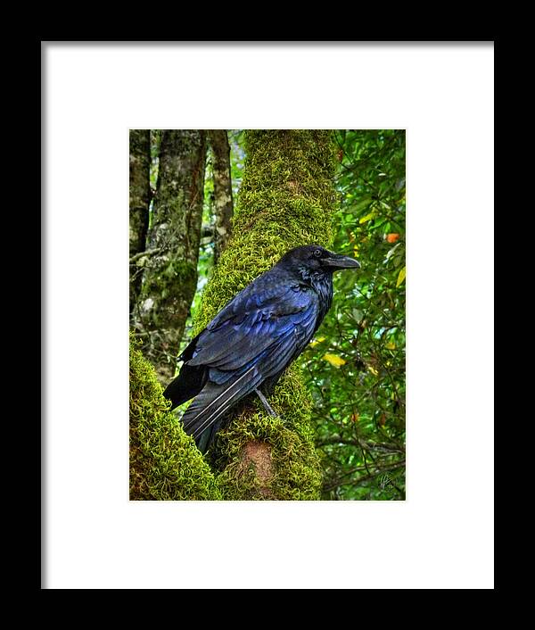 Muir Woods Framed Print featuring the photograph Muir Woods Raven 001 by Lance Vaughn