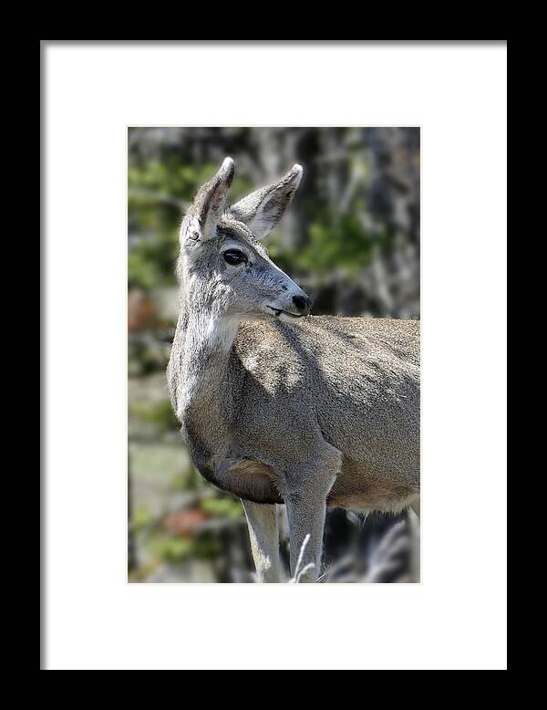 Mule Deer Framed Print featuring the photograph Mule Deer 5 by JustJeffAz Photography