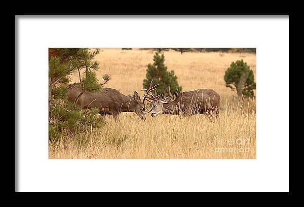 Deer Framed Print featuring the photograph Mule Deer Bucks Sparring In Open Pine Woodlands by Max Allen