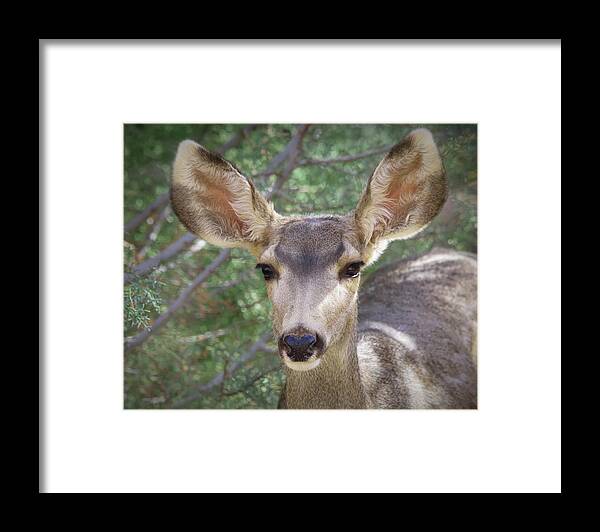 Deer Framed Print featuring the photograph Mule Deer by Elaine Malott