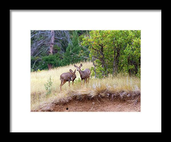 Mule Deer Framed Print featuring the photograph Mule Deer by Judi Dressler