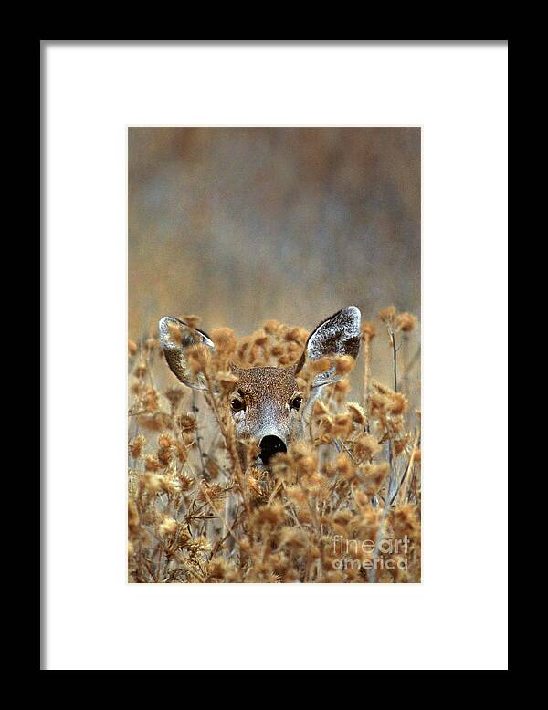Dave Welling Framed Print featuring the photograph Mule Deer Odocoileus Hemionus Wild California by Dave Welling
