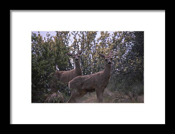 Mule Deer Framed Print featuring the photograph Mule Deer - Old State Rd. by Soli Deo Gloria Wilderness And Wildlife Photography