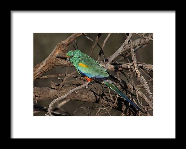 Parrot Framed Print featuring the photograph Mulga Parrot male A by Tony Brown
