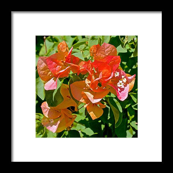 Multi-colored Bougainvillea At Pilgrim Place In Claremont Framed Print featuring the photograph Multi-colored Bougainvillea at Pilgrim Place in Claremont-California by Ruth Hager