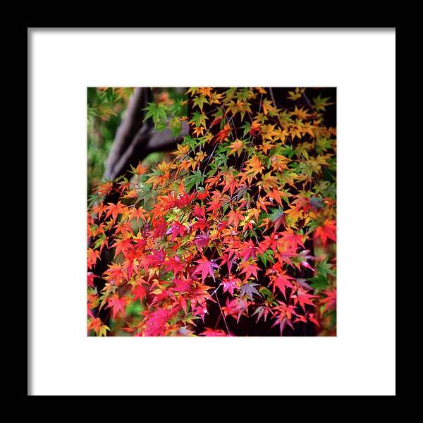 Aitumnleaves Framed Print featuring the photograph Multicolored Autumn Leaves by Ippei Uchida