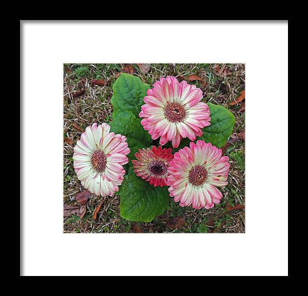 Photographic Print Framed Print featuring the photograph Multicolored Gerberas by Marian Bell